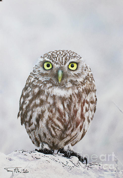 PZTony's tweet photo. New artwork for sale! - "Little Owl, Athene noctua" - https://t.co/5acqTddeSD @fineartamerica https://t.co/QGh19q4fGL