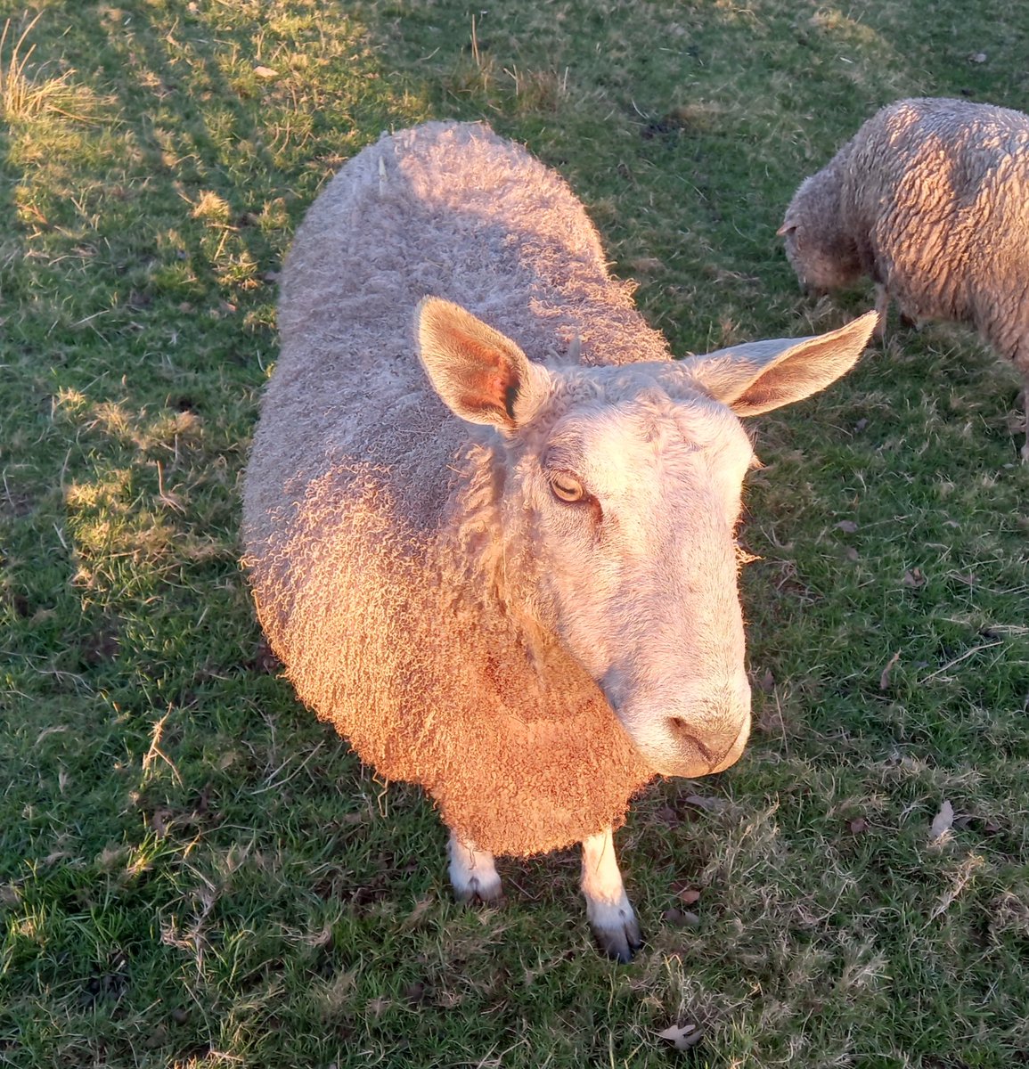 Alia making the most of the sunshine. The forecast is for snow next week!!!

#animalsanctuary #sheep #sheep365 #bluefacedleicester #nonprofit #amazonwishlist #foreverhome #AnimalLovers