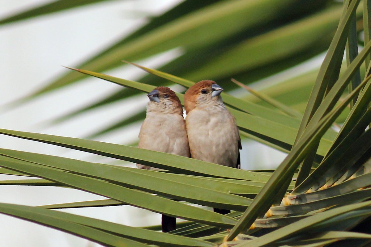 amabirdman's tweet image. Indian Silverbills (வெண் தொண்டை சில்லை), for #TwoToTango theme by #IndiAves 

#Birdwatching #Nature #TwitterNatureCommunity