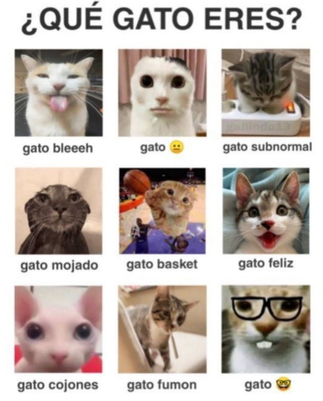 yo hoy me siento un poquitín gato basket y tu?