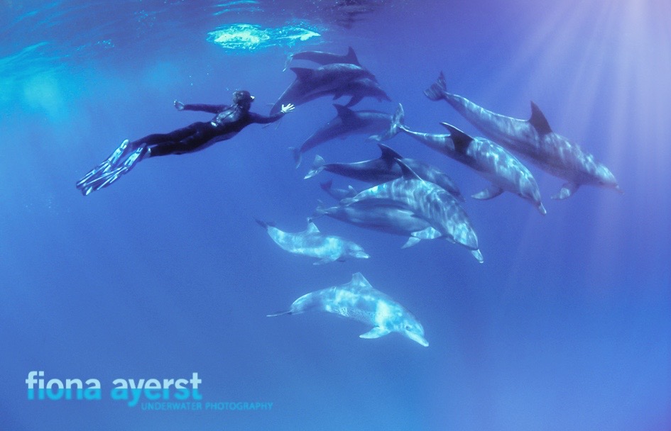 Some people refer to Wednesday as #humpday. I prefer #wondrousWednesday, to reflect on the world surrounding us.  For me, that is underwater. loom.ly/iTgeje0
 #givethanks #gratitude #thanks #reflect #middleoftheweek #underwater #underwaterphotography #underwaterworld