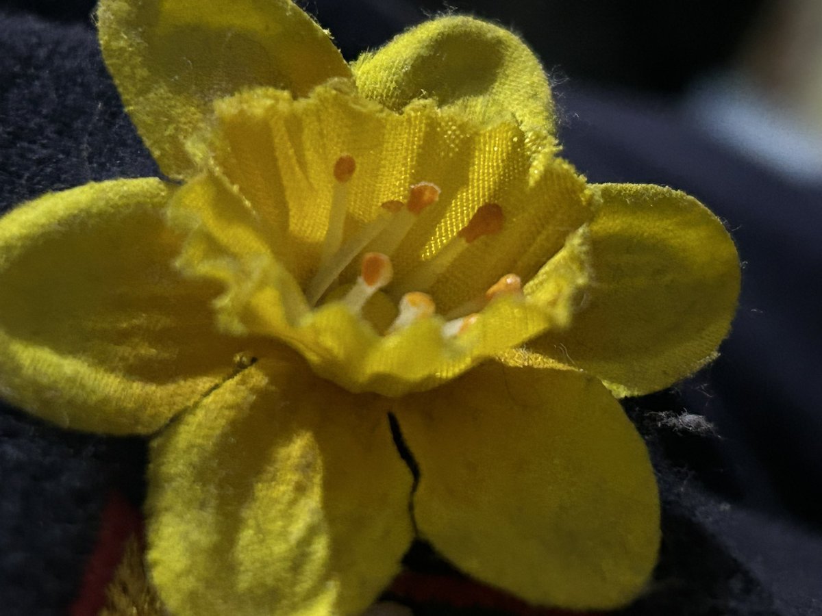 Dydd Gwyl Dewi Hapus I chi gyd!