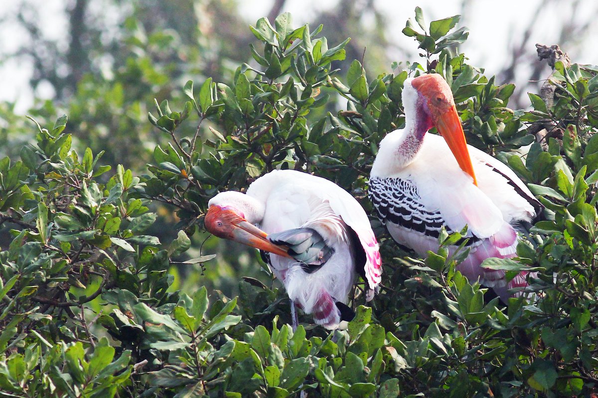 amabirdman's tweet image. Painted Storks (மஞ்சள் மூக்கு நாரை/சங்குவளை நாரை), for #TwoToTango theme by #IndiAves 

#Birdwatching #Nature #TwitterNatureCommunity