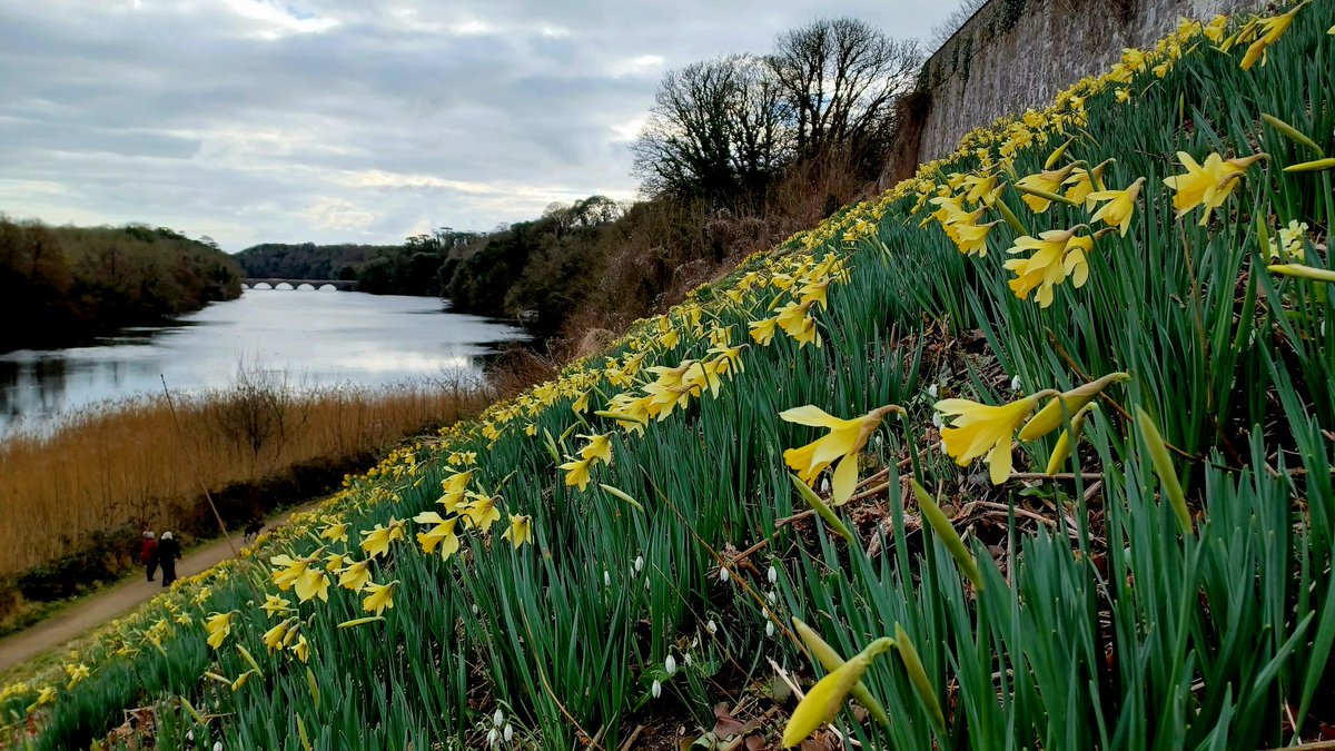 Displays of daffs tumble down the terrace, below the site of Stackpole Court. #HappyStDavidsDay #DyddGŵylDewiHapus #signsofspring @NTWales Pembrokeshire