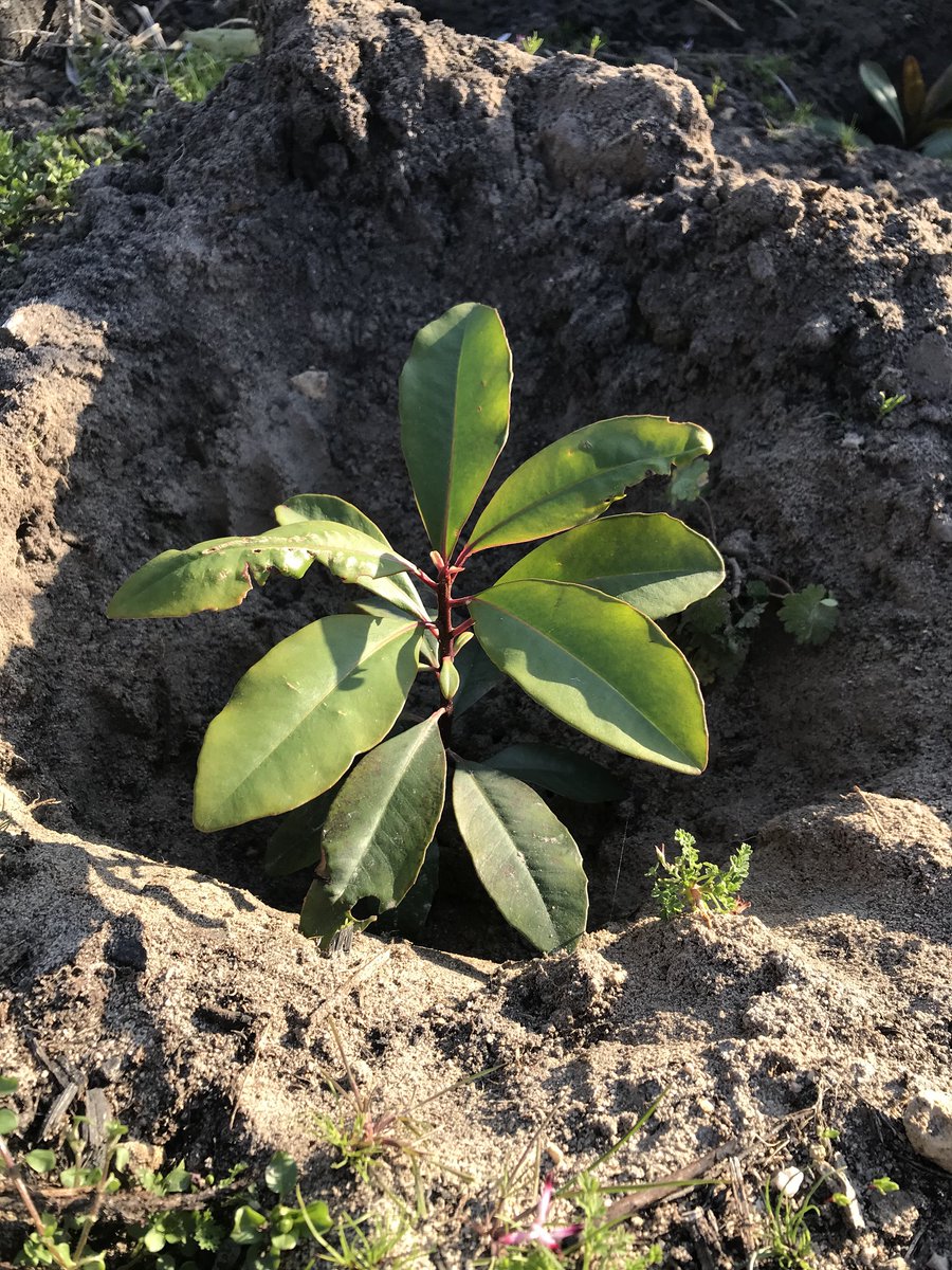 This year marks 10 years since we first supported the reforestation efforts. We are also the largest single contributor with 3465 trees planted. 

We are proud of our partnership with SAReforest and all of the good work we have accomplished. 

#GreenSeat #TreesForTourism