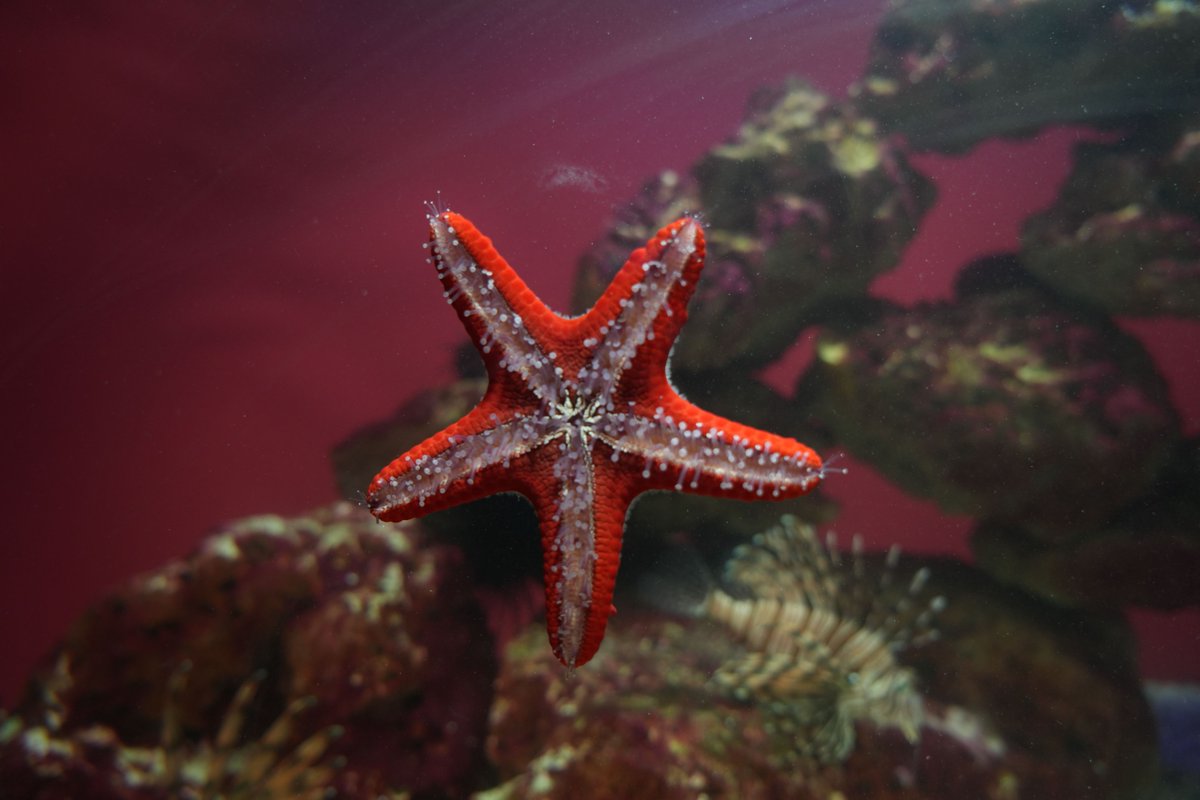 Did you know that starfish can regenerate lost arms? They can even change colours depending on their environment and diet!

Visit @2OceansAquarium 👉 capetownactive.co.za/listing/two-oc…

#capetownactive #twooceansaquarium #aquarium #StarfishFacts #funfact #naturefacts #capetown