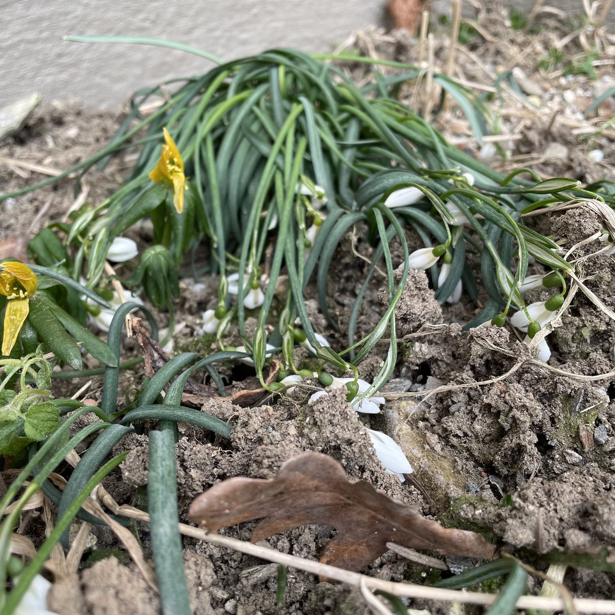 biogartler's tweet image. Ar***kalt hier 🥶
#pernegg #fasten