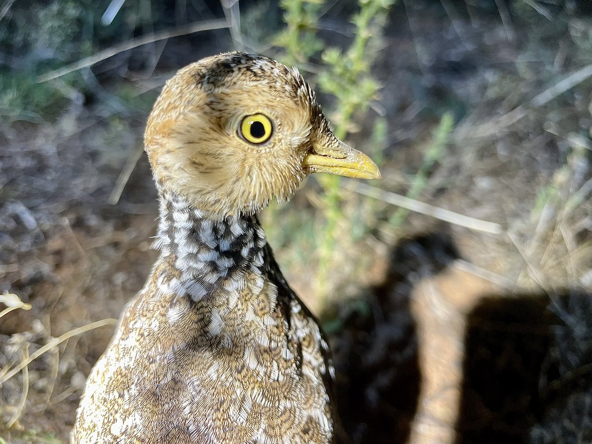 pedionomus's tweet image. One very chilled out female Plains-wanderer found during last nights spotlighting effort. Such an awesome species!
#birding #threatenedspecies #longtermmonitoring #wildoz