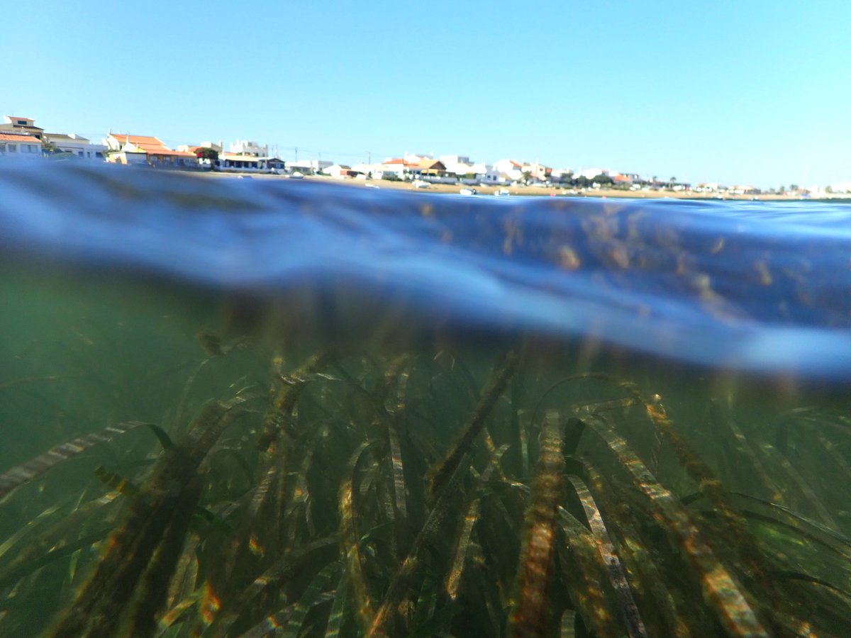 Happy first official #WorldSeagrassDay to all from the Ria Formosa, in southern Portugal.

Let us hope that this day will be the first of many to finally obtain the recognition that these valuable ecosystems deserve.

#Seagrass #MarineConservation