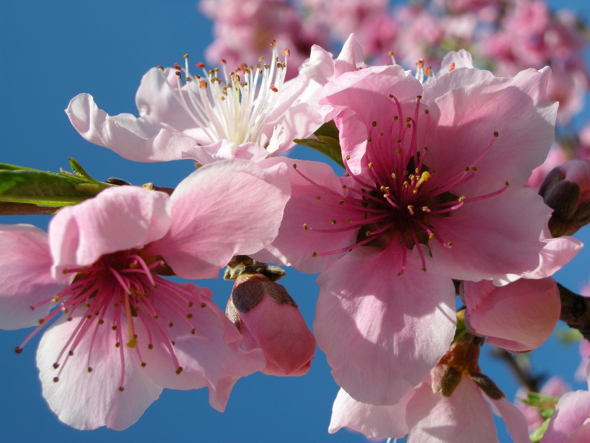 camelliakyoto's tweet photo. 🍑Momo (桃の花)-
Flowers bloom in pairs from short stems (petals are always pink, and diamond in shape).

my mean peach tree
nice and chubby
with blossoms
苦桃の花のほちゃほちゃ咲にけり
-Issa, 1809.

#Kyoto #peach #peachblossoms #京都 #桃 #Japan https://t.co/olM7Y1Md7G
