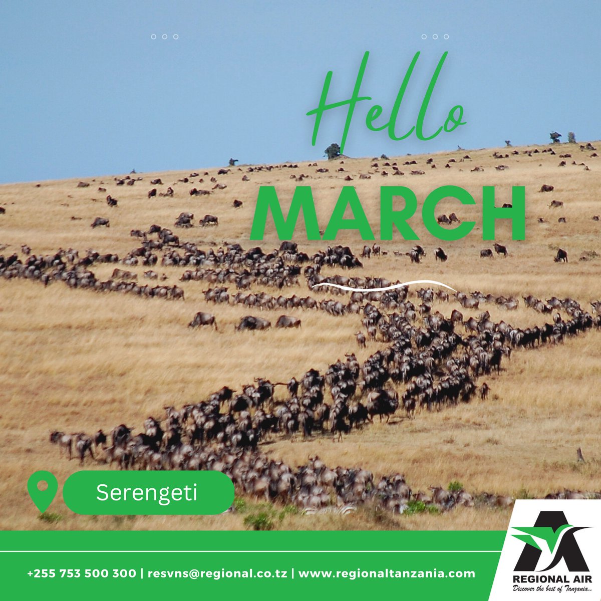 #HappyNewMonth #FollowTheMigration
#March to the rhythm of the wild with #RegionalAir #Tanzania as you follow the #wildebeest migration and witness nature's greatest show!
#responsibletourism #ecotourism #localtourism #wildlifewednesday #serengeti #luxurytravel  #safaritravel