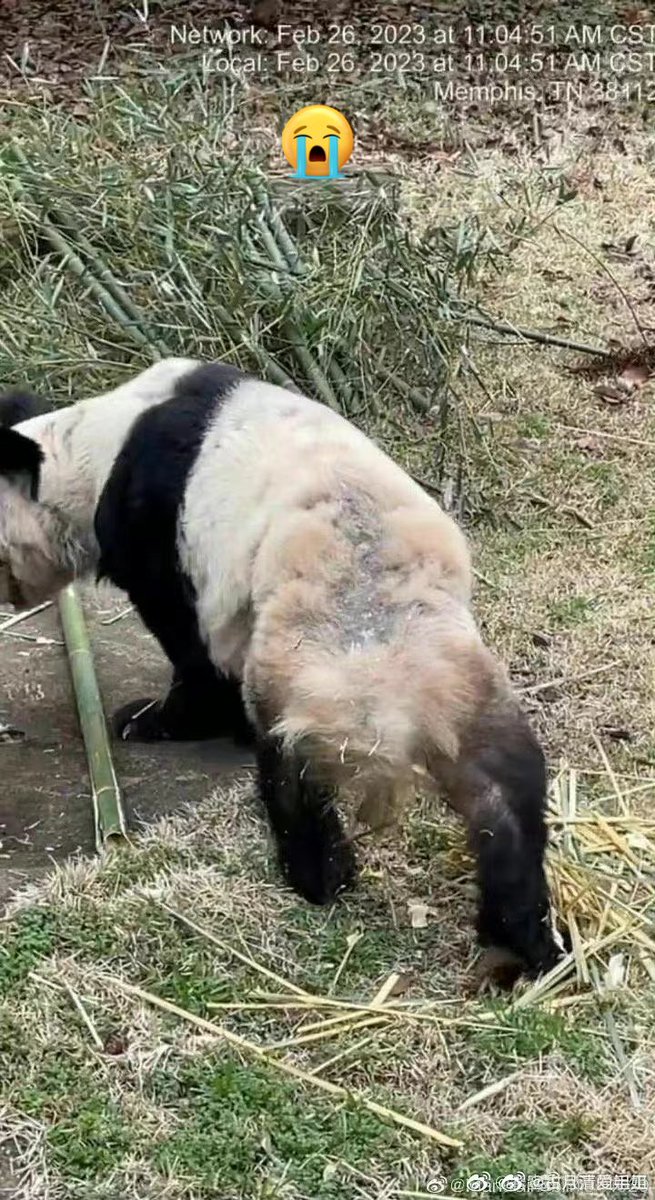 孟菲斯自己说的自己信么？🥲……好吧，我不在执着于一个小丑如何表演.现在的情况就是无论什么话题让丫丫保持舆论热度让更多人知道就好. 丫丫顽强坚持住！我们都在等你回家❤️🙏🏻.
#saveyaya 
#pandayaya 
#panda