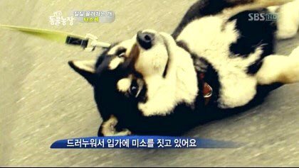 찹살 tweet media