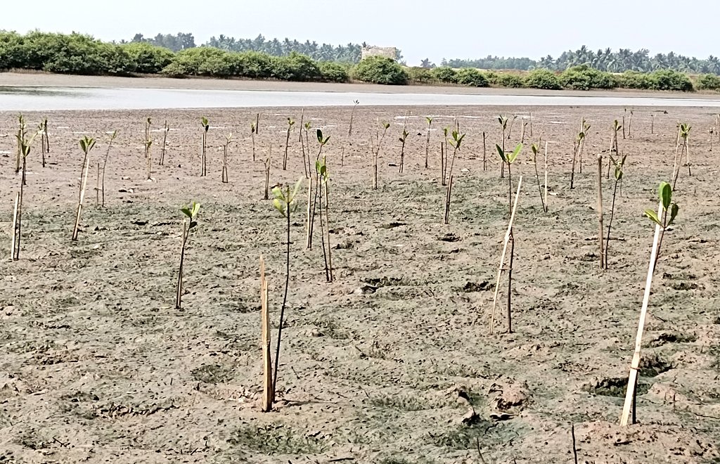 SoumyaMarineWL's tweet photo. This morning visit to our mangrove saplings plantation and mangrove seed Plantation Site among #OysterShell.

It's really that hard to wade through muddy land full of oyster shells.⚠️

Incredible creation of mother nature to protect itself.🌱🐚😍

#Mangroves #KaduaWetland #Odisha https://t.co/RTUS5m59wM