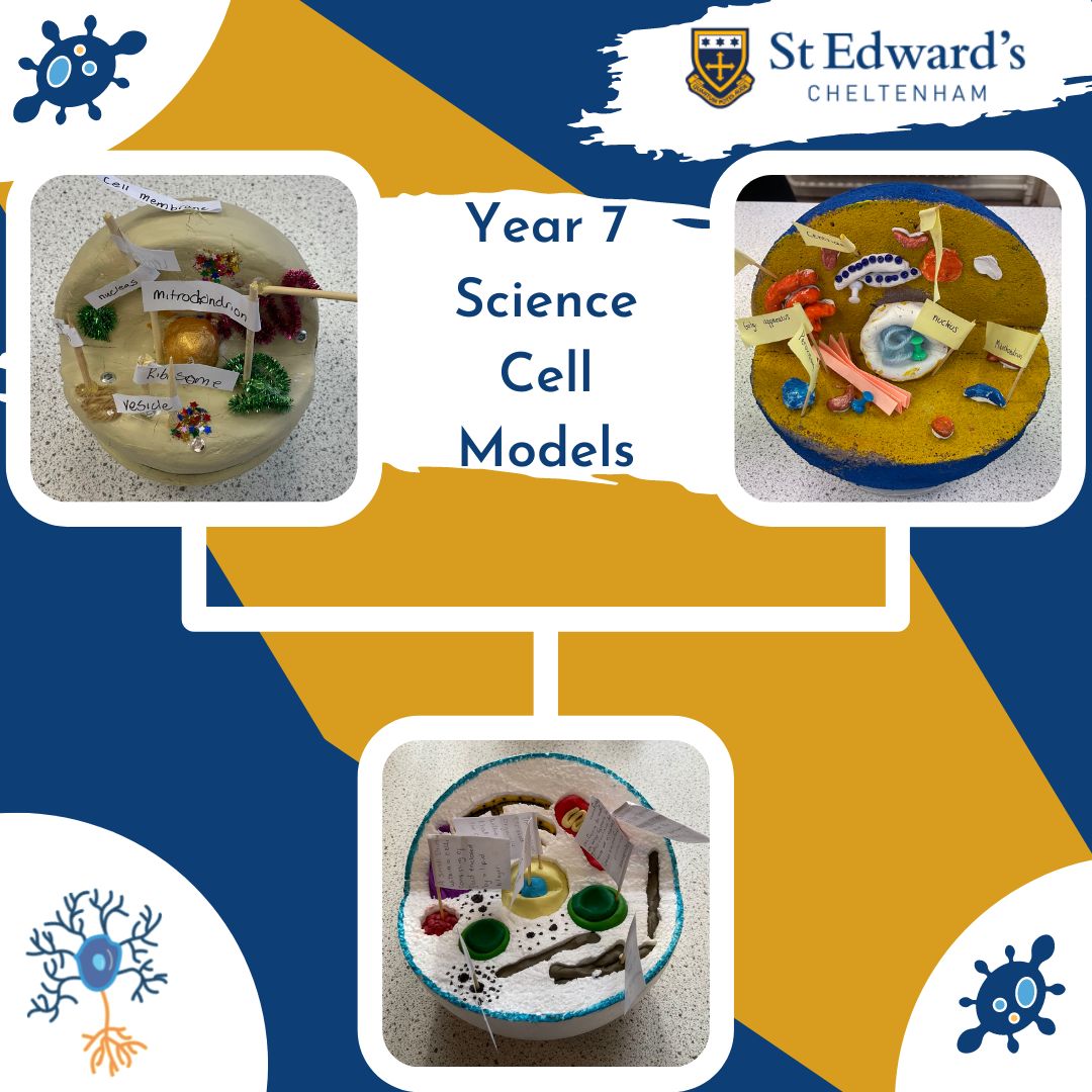 StEdwardsChelt's tweet photo. In Science this term, Year 7 have been studying cell structures. To apply their knowledge, they made cell structure models. Fantastic attention to detail, and very creative use of materials!
#SECscience #SECstem #SECYear7 https://t.co/yT5IuZcowX