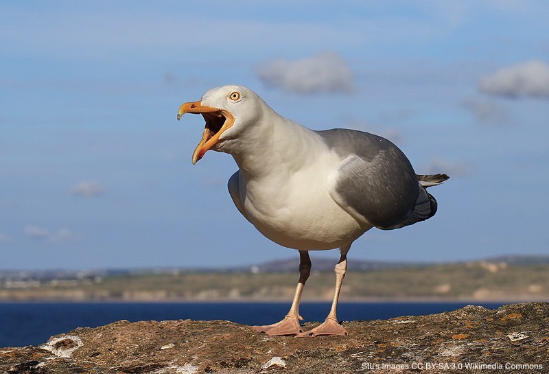 Gull-human interactions in an urban population of Herring Gulls Larus argentatus and Lesser Black-backed Gulls Larus fuscus | tandfonline.com/doi/abs/10.108… | @_BTO's Bird Study | #ornithology