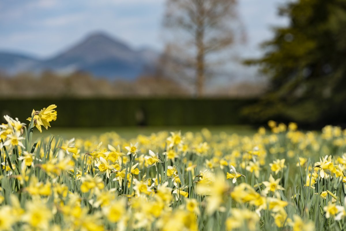 National Trust Cymru tweet media