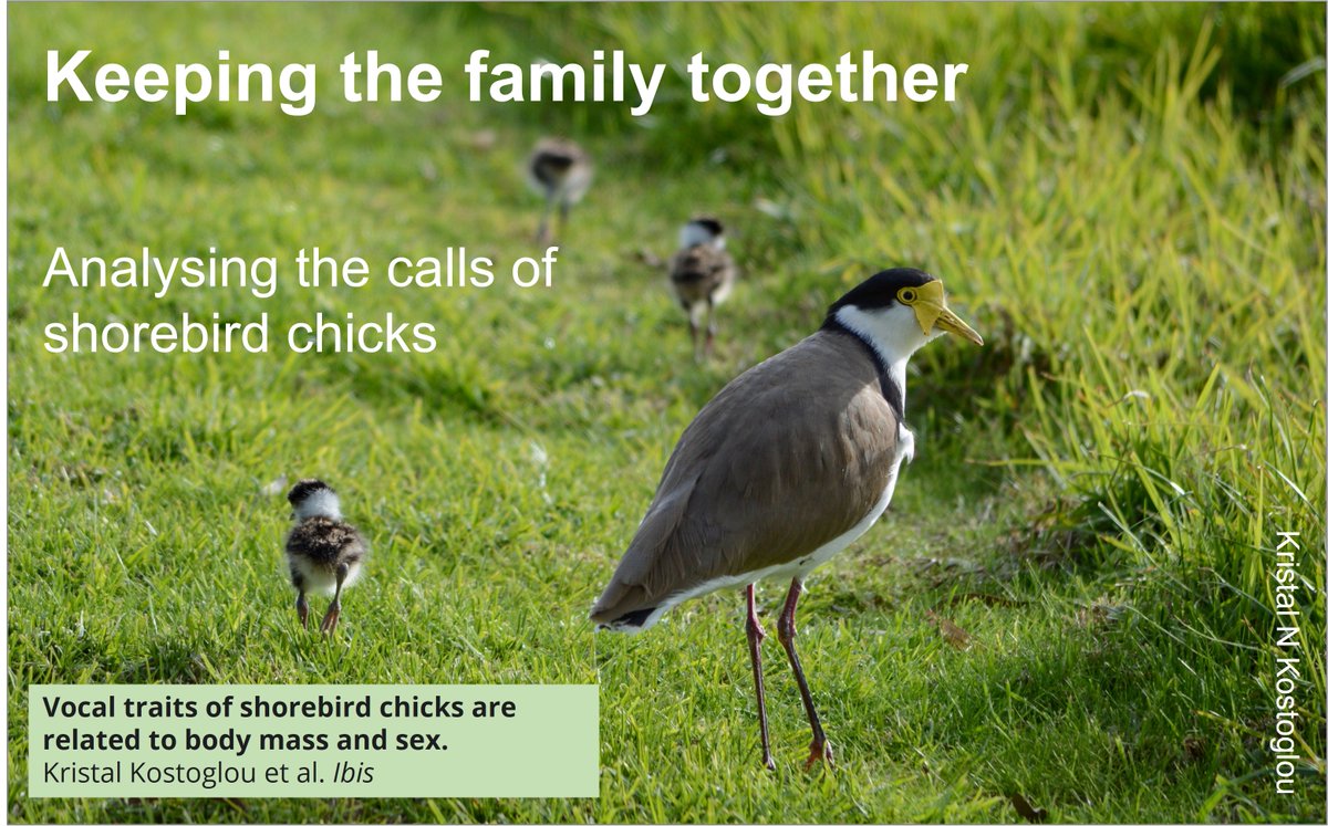 Quirky paper about the noises that #wader chicks make turned into 'Chick Squeaks' blog on 1 March 2022🎂
wadertales.wordpress.com/2022/03/01/chi…
Paper by <a href="/_Kristal_K/">Dr Kristal Kostoglou</a> in <a href="/IBIS_journal/">BOU 👩🏻‍🏫👨🏿‍🏫🧕🏽👳🏽‍♂️ 🌈</a> 
#waders #shorebirds #ornithology