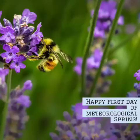 MonaNeedsRock's tweet image. Happy first day of
#MeteorologicalSpring 
🌷⚘️🪻🌱☀️🌱🪻⚘️🌷