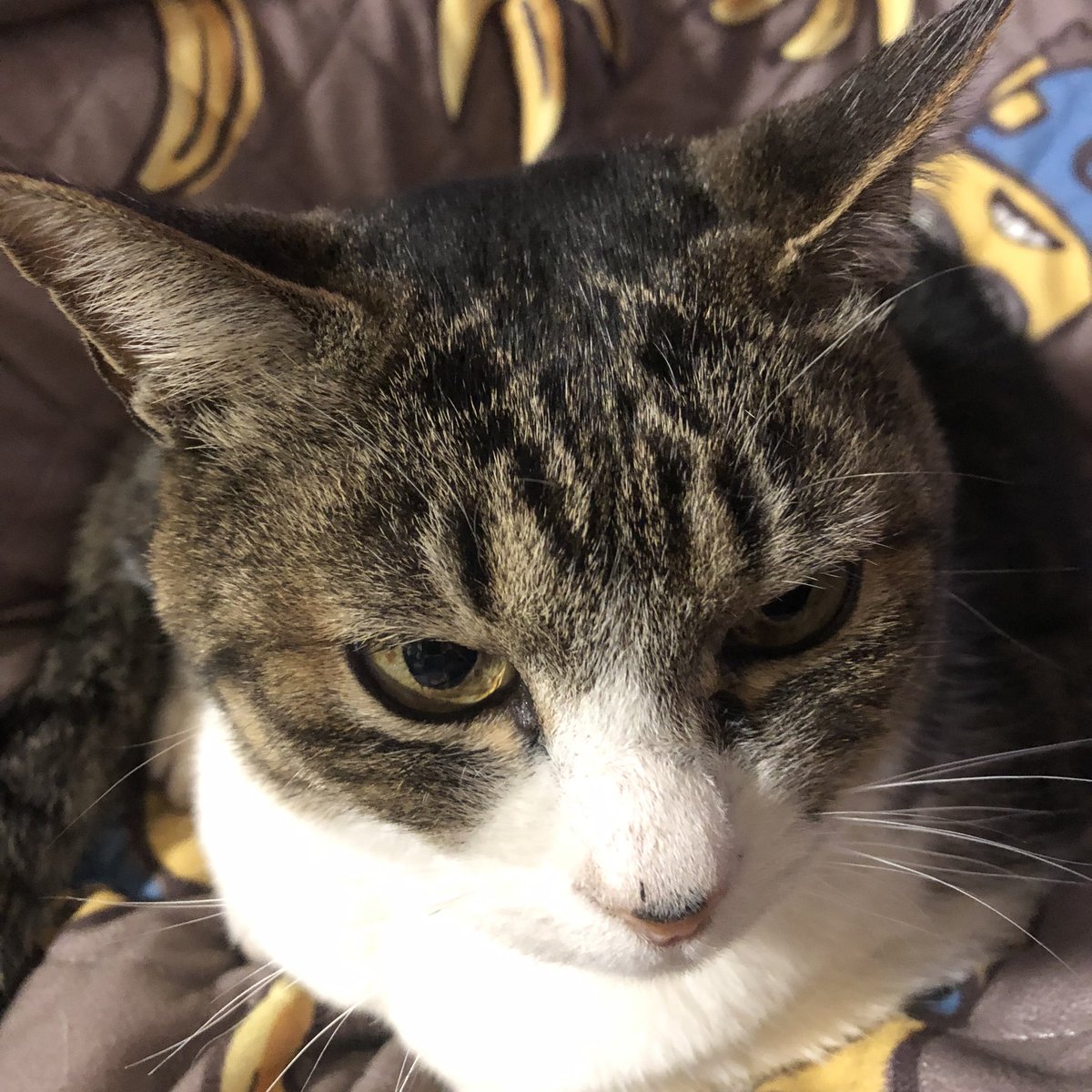 PugwashP's tweet photo. これが〜こう https://t.co/AtDKgxBx5T