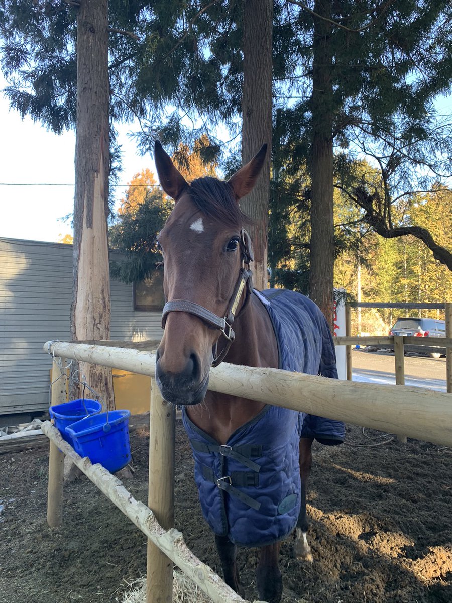 カツコさんだ🥺✨
盛岡(芝)でデュアルネイチャーちゃんと2回一緒に走ったね✨ トンボくんとも
お名前が特徴的で親近感を持って応援していました✨