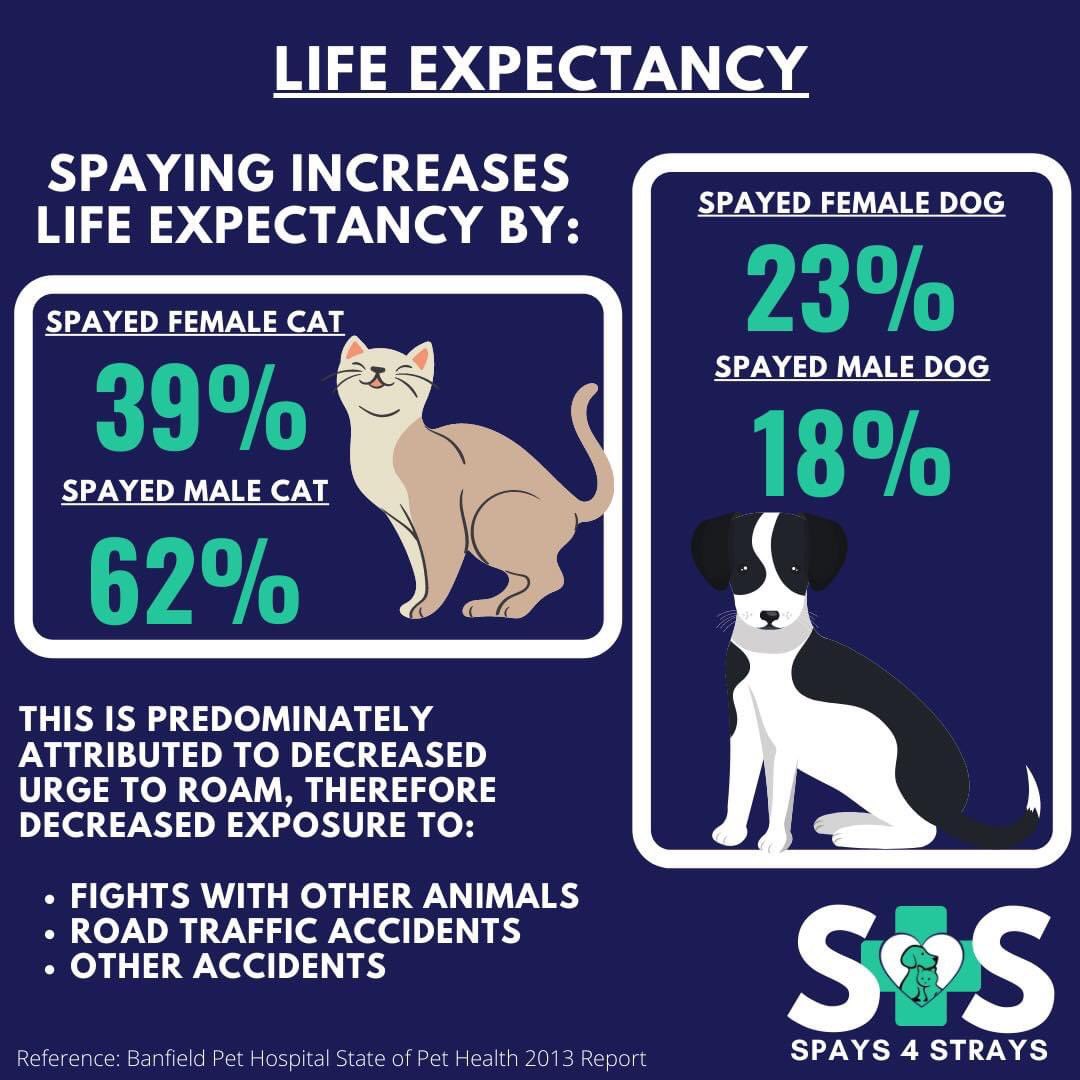 Spays4Strays's tweet photo. Did you know that as well as tackling the overpopulation issue, spaying also increases life expectancy? ⁣
⁣
#rescuedog #rescuedogsofinstagram #dog #cat #rescuecat #rescuecatsofinstagram #spayandneuter #adoptdontshop⁣ https://t.co/XHLwBU51D8