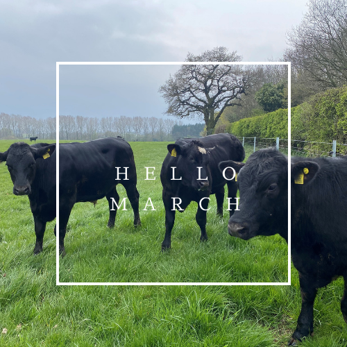 GamechangerFarm's tweet photo. We have some very exciting things coming up this month ... Follow us to make sure you don't miss out!
#Businessofbeef #Bladefarming #Gamechanger #Backbritishfarming https://t.co/apWb8RTaUi