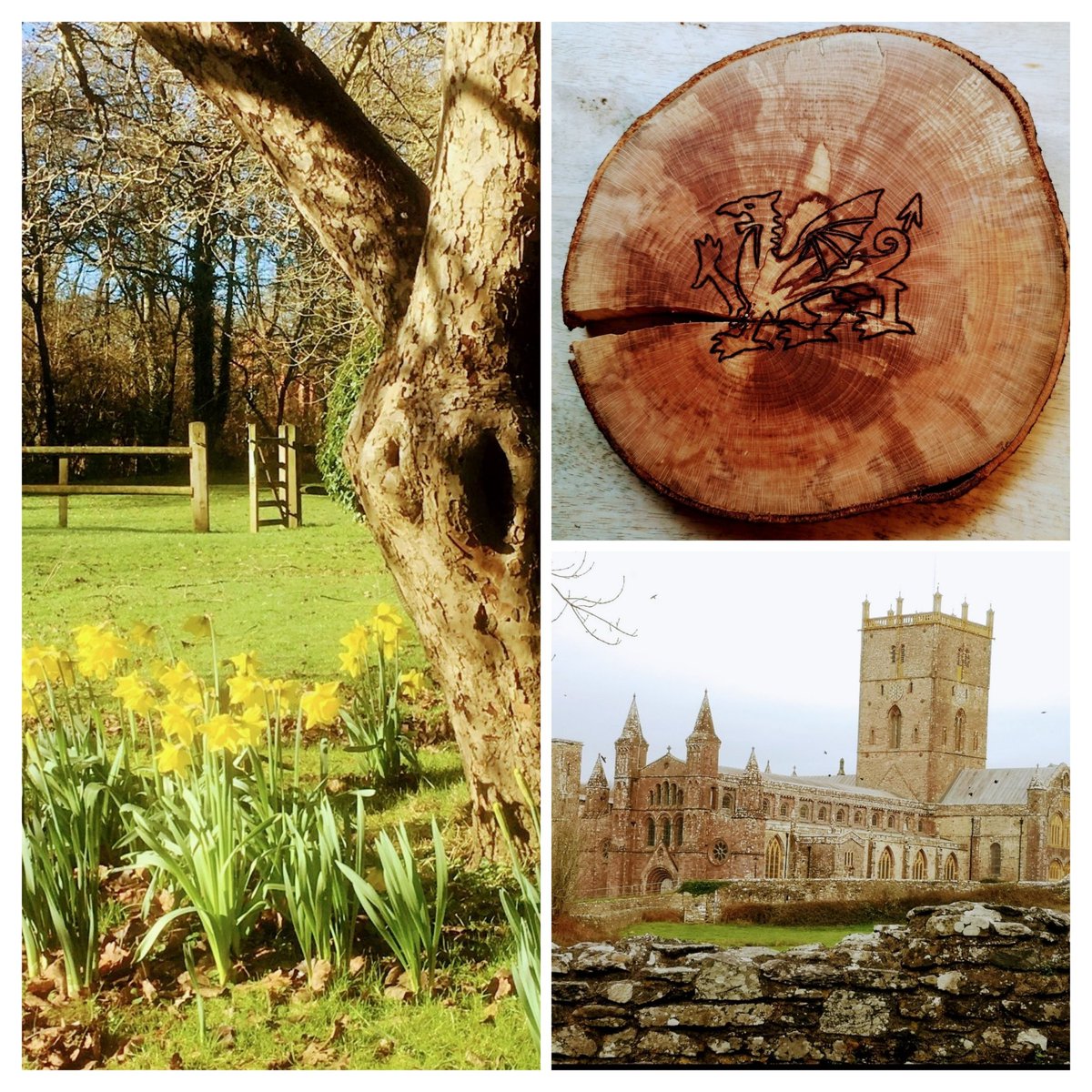 Happy St David's Day! 🏴󠁧󠁢󠁷󠁬󠁳󠁿♥️