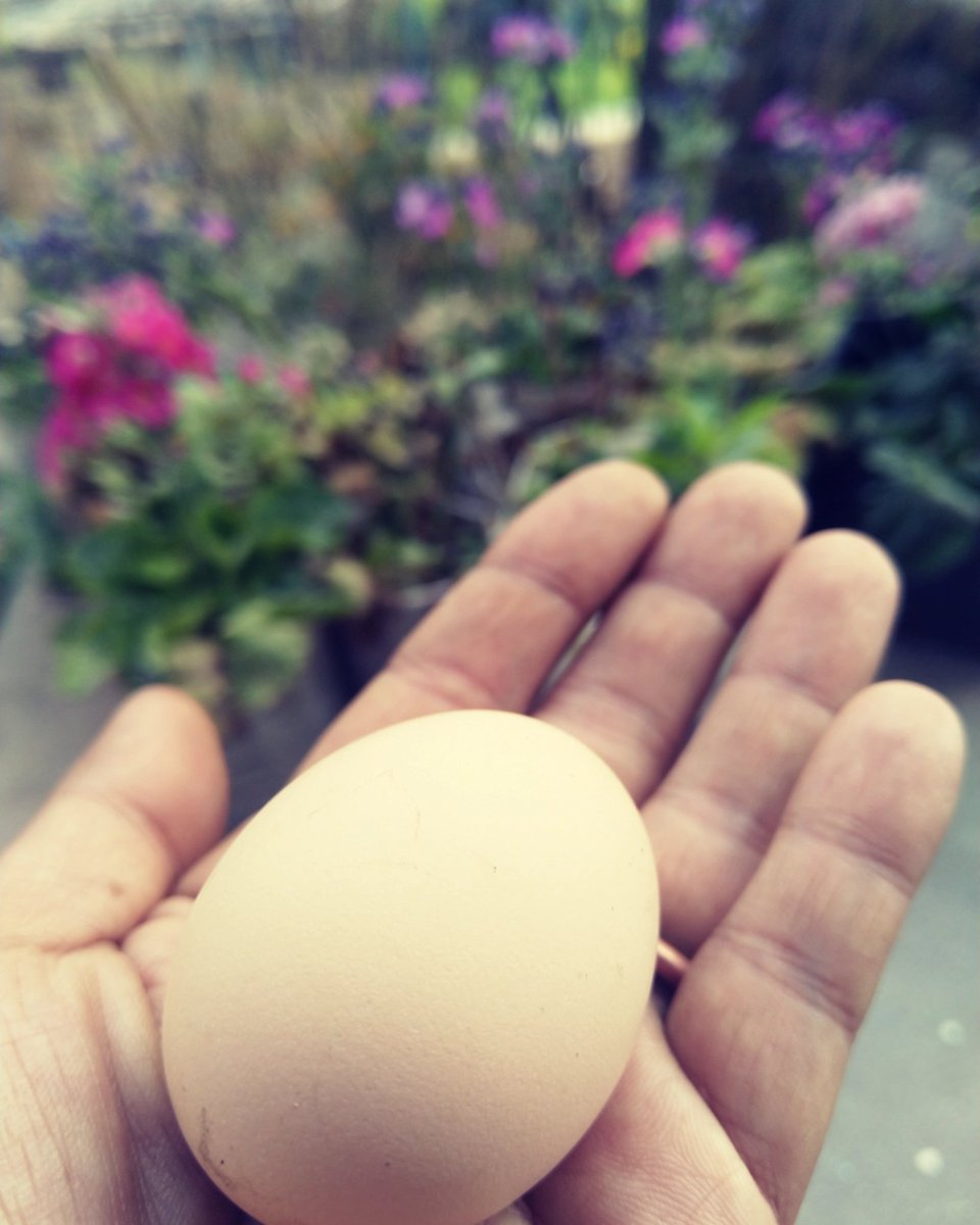 PRAJJWALSINHA's tweet photo. Anyone familiar with the "Joy of holding a warm freshly laid farm egg 🥚" ??
#binayakhomestay #homestay #rural_love #ahomeawayfromhome #astepclosertonature #eggs #farm #farmfresheggs #joy #joyofsmallthings https://t.co/fBHyX27oFe