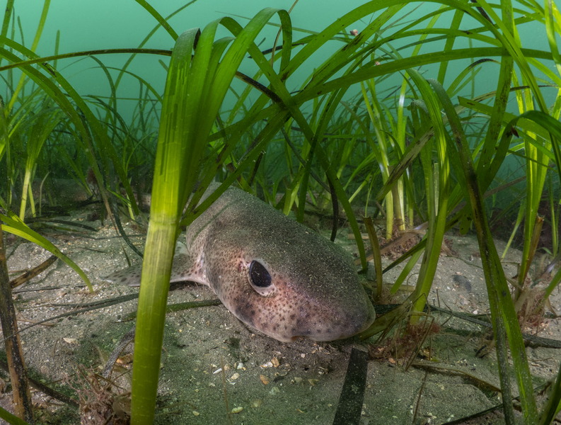 #worldSeagrassDay I wrote a short series about #seagrass last year: what it is and why should we care (bit.ly/3P6L5ko), what the threats to it are (bit.ly/3z0B3Mt), and what we can do about it (bit.ly/3OsmZAc)
Image: <a href="/Shannon_Photo/">Shannon Moran</a> / <a href="/TheOceanAgency/">The Ocean Agency</a>