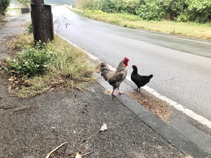 西表島・自由のとり(近所から逃げ出しておさんぽ中のコッコたち) 