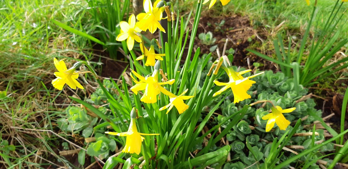 TomorrowsGen's tweet photo. Dydd Gwyl Dewi hapus / Happy St. David's day https://t.co/ZspX7RUyjZ