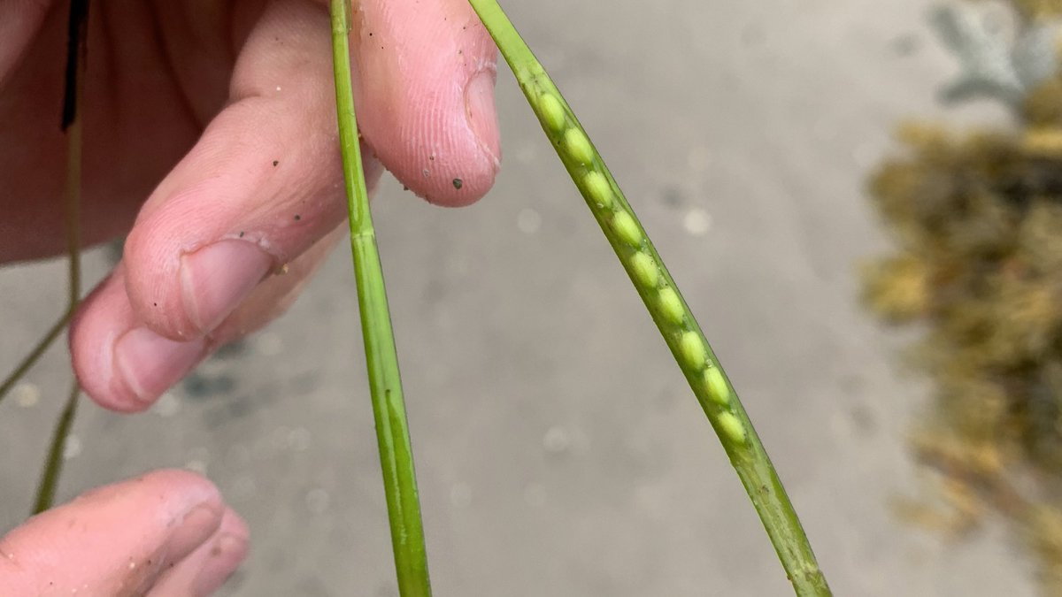 🧵1/10: On #WorldSeagrassDay, I wanted to share reasons why seagrass meadows (both the ‘wonder plant’ & ‘ugly duckling’ in the same breath) are NOT a silver bullet to UK #ClimateEmergency, but why they’re an ally we cannot continue to ignore👇🏼