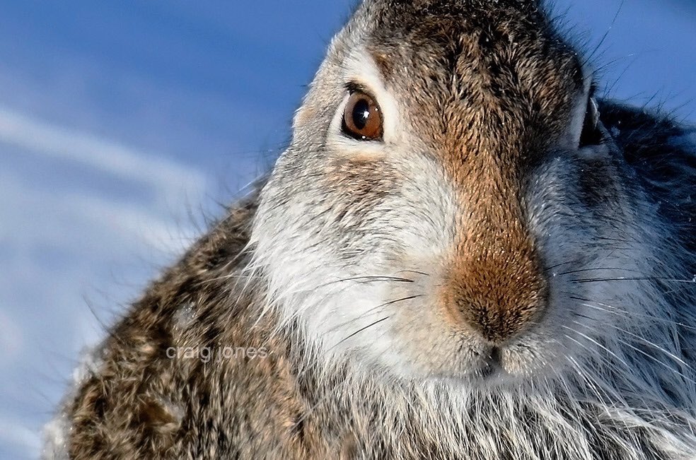Today is #NationalMountainHareDay A day when we celebrate our iconic, yet sadly persecuted Mountain Hares. The Scottish Hares are safe but the English ones remain unprotected. Can the @peakdistrict hares be protected? @PeakChief 
@HPT_Official @SimonHareBBC @PTES @TonyJuniper