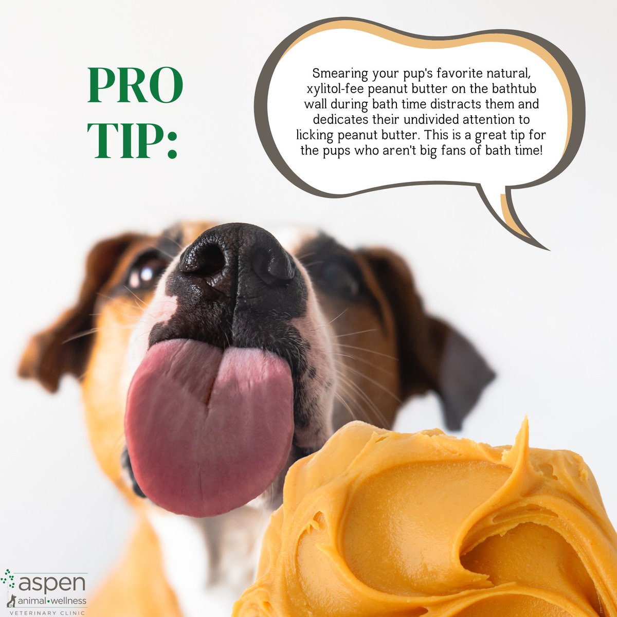 aspenanimalwell's tweet photo. Have you ever tried this pup bath time hack? #NationalPeanutButterLoversDay
#dogsofrenotahoe #mtrose #renotahoe #vet #dogs #cats #dvm #vettechlife #veterinarymedicine #veterinarylife #reno #vetclinicreno #veterinarytechnology #aspenvetclinic #pethealth https://t.co/8h8X9VHADy