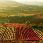 Photo by Grand Cru (@wine_school)