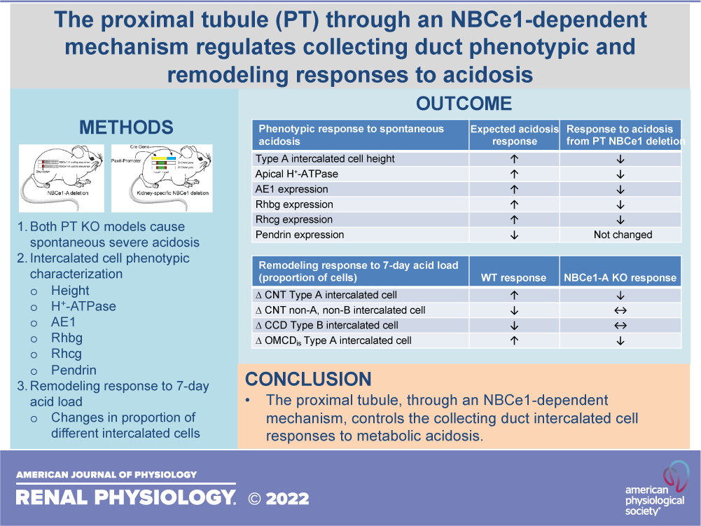 AJPRenal's tweet photo. Jill W. Verlander, et al. new #Research "The #ProximalTubule through an #NBCe1-dependent mechanism regulates collecting duct phenotypic and remodeling responses to acidosis"
👉🏽https://t.co/4p9O0wvzDw
#AJPRenal @UFNephrology @AutumnH19351228 https://t.co/z2xu3UrxVJ