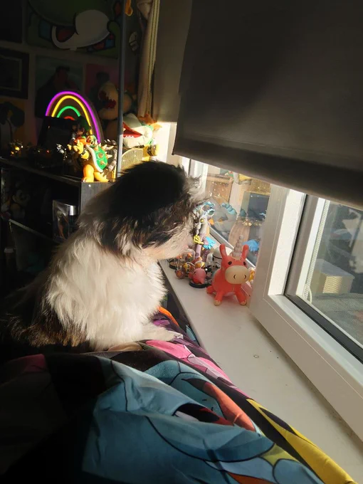This is my dog Aspen, shes rly cute :} 