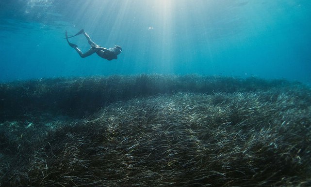 Seagrasses are underwater meadows that provide habitat for marine life and directly influence key ecosystem processes like carbon storage and erosion control, but seagrasses are also under threat from pollution and climate change. #WorldSeagrassDay