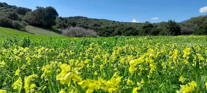 أجواء ربيعية من منطقة "الصوايرية" بولاية "الشلف" 
#الجزائر