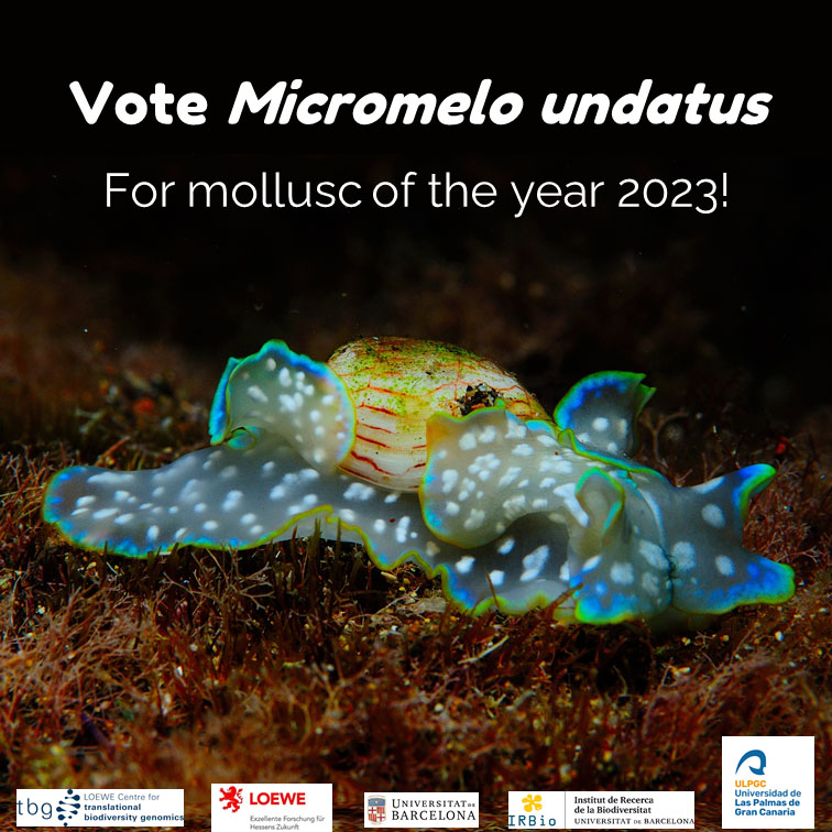 GeneticsUB (@geneticsub) on Twitter photo 🎉Felicitats al nostre membre de la secció <a href="/GaliaCampsOmics/">Carles Galià Camps</a> per haver arribat com a finalista al #molluscoftheyear d'enguany!! #Micromelo #undatus serà clau per conèixer els secrets de la #malacologia. Podeu votar-lo aquí:
👇👇👇
tbg.senckenberg.de/mollusc-of-the… 🎉Felicitats al nostre membre de la secció <a href="/GaliaCampsOmics/">Carles Galià Camps</a> per haver arribat com a finalista al #molluscoftheyear d'enguany!! #Micromelo #undatus serà clau per conèixer els secrets de la #malacologia. Podeu votar-lo aquí:
👇👇👇
tbg.senckenberg.de/mollusc-of-the…