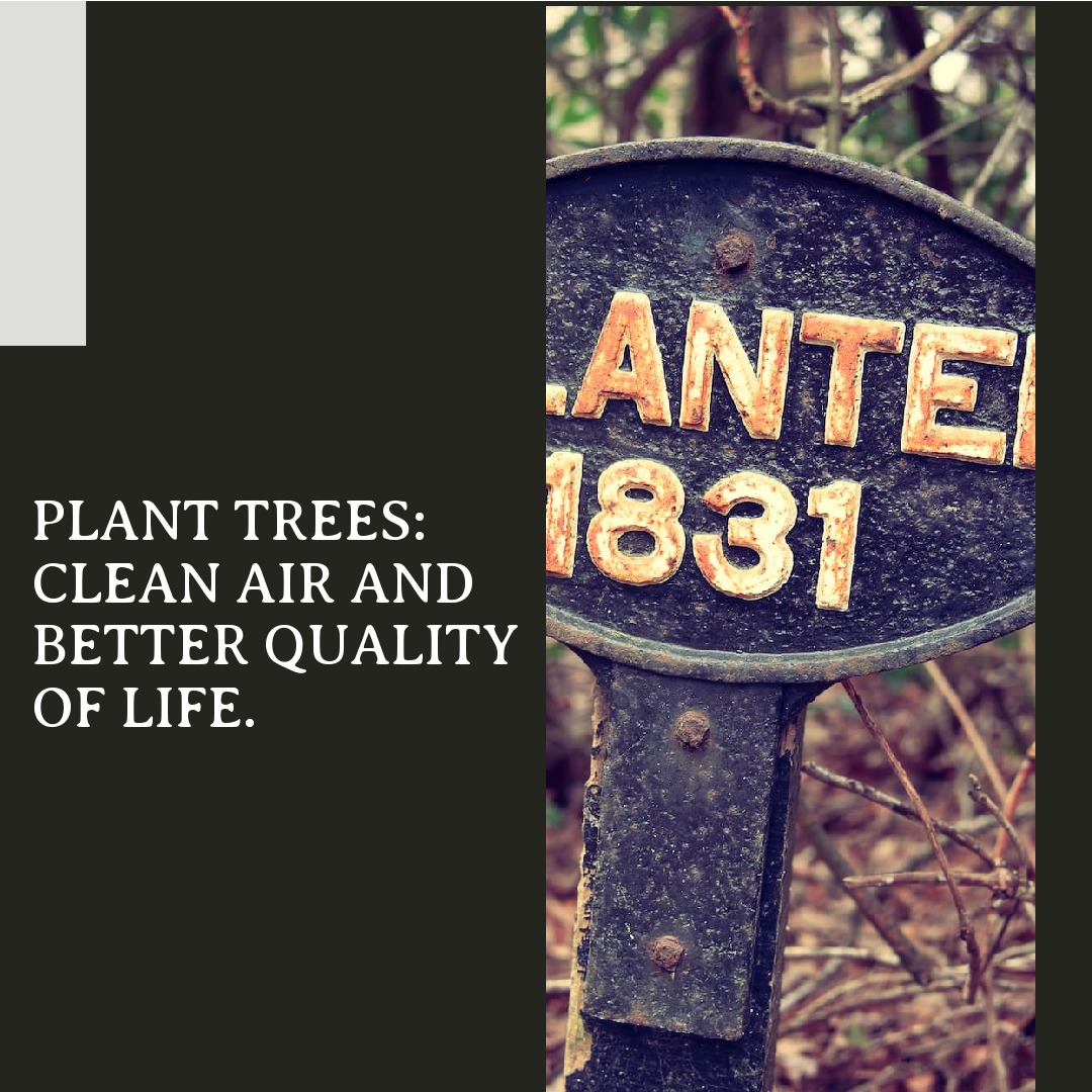 Whereismy_Tree's tweet photo. Do you want to have a better quality of life and live in a cleaner environment? If so, planting trees is the way to go! https://t.co/KsfVoZKzvF