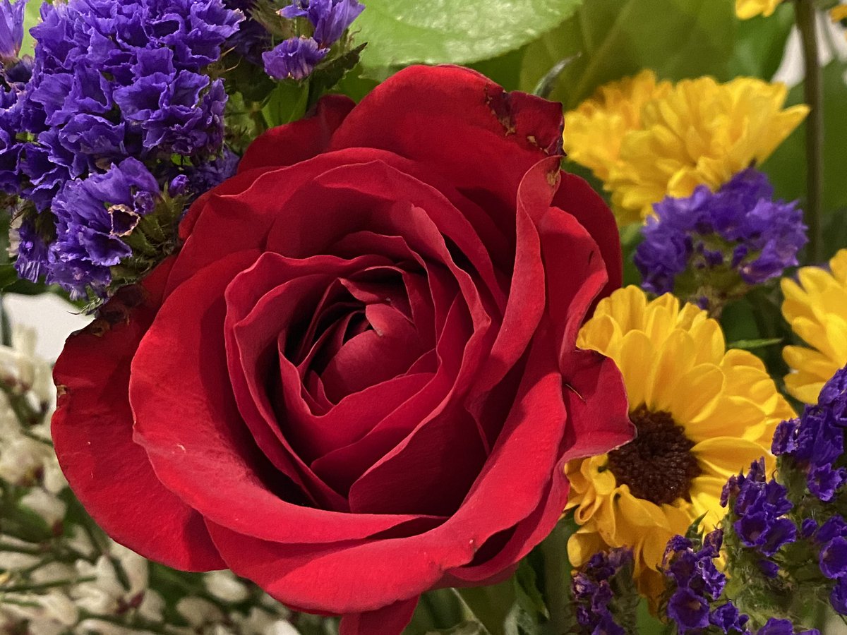 #WhatsInMyVase for #RoseWednesday? #RedRose and #sunflowers on this rainy day. #flowers #flowersmakemehappy 🌻🌹☔️💕 Happy Wednesday! 💛