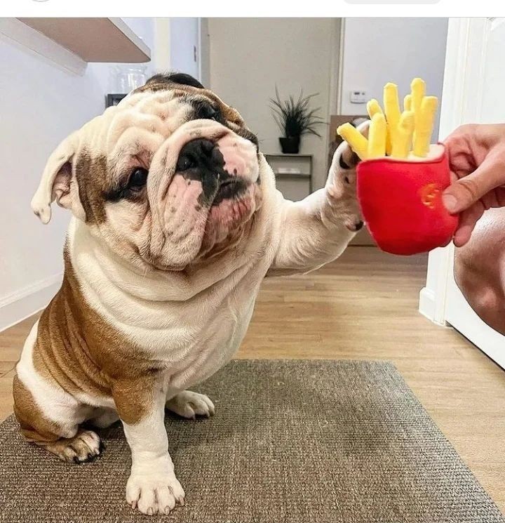 BulldogPuppy4's tweet photo. This Bulldog really so Beautiful 🙂
.
.
#englishbulldog #bulldog #bulldogsofinstagram #bulldogs #bulldogpuppy https://t.co/cckz1Mp5GA