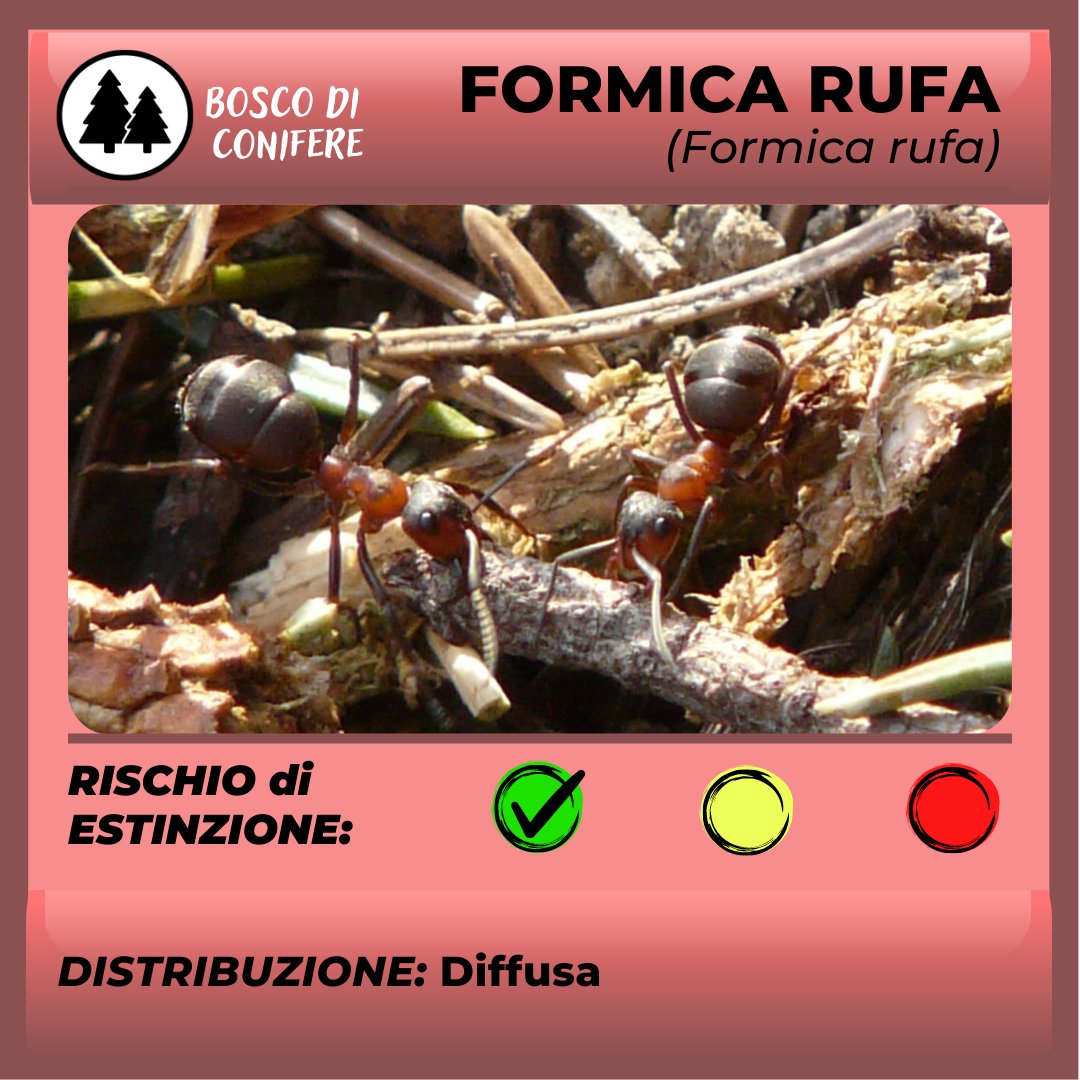 ParcoAlpiLiguri's tweet photo. #BiodiversityIsCool👉Piccola ma forte, industriosa e organizzata: la #formica rufa🐜è una #predatrice con gradi capacità ingegneristiche. Costruisce #nidi alti fino a 2 metri e #gallerie; le operaie catturano ogni giorno fino a 4mila larve di coleotteri 🪰 e 50mila insetti 🪳. https://t.co/v77vyel7RZ