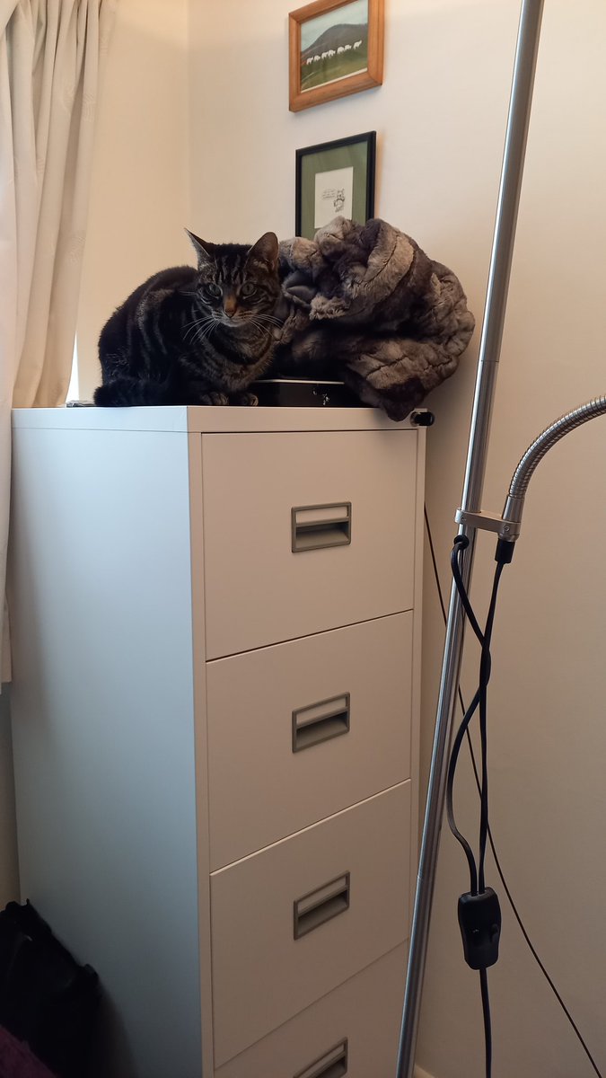 Digger, our foster cat, helping out with some filing, and also contemplating her chances of nicking my furry yoga blanket @Battersea_ #EveryDogAndCat