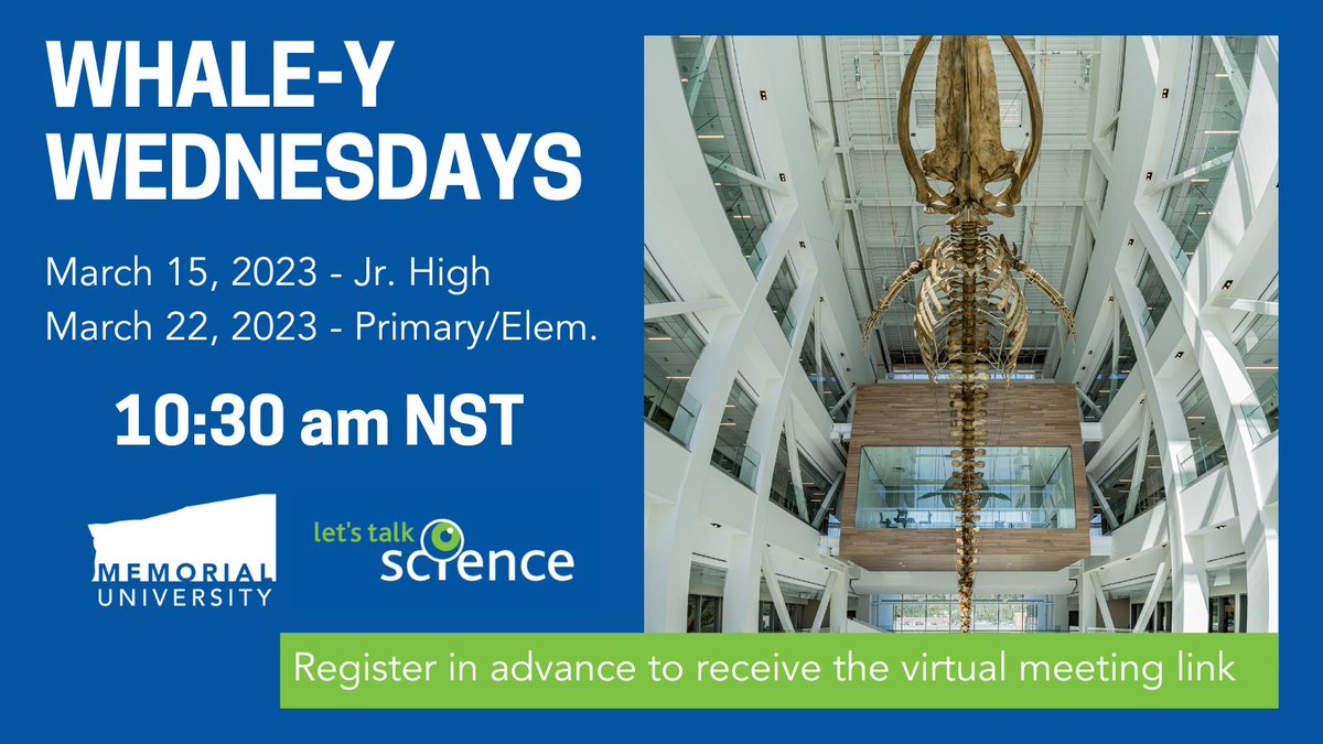 What’s bigger than a blue whale? Kids’ curiosity about the ocean! Join <a href="/lts_mun/">Let's Talk Science MUN, St. John's</a> and <a href="/MemorialU/">Memorial University</a> for our upcoming "Whale-y Wednesday" interactive virtual sessions! Register here:
March 15- bit.ly/JrHighWhaleWed
March 22- bit.ly/PriElemWhaleWed
#BigSplash 🐳