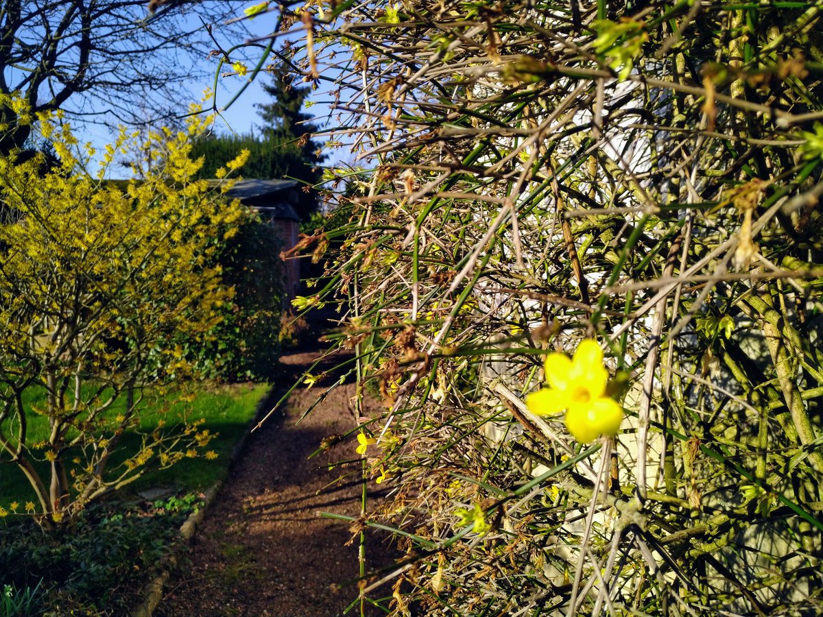 fotoaufnahme's tweet photo. Der Frühling steht nun in Erwartung. Links #Hamamelis und rechts #Winterjasmin. Einen wunderschönen Tag euch allen. https://t.co/QvceRWE0Gy