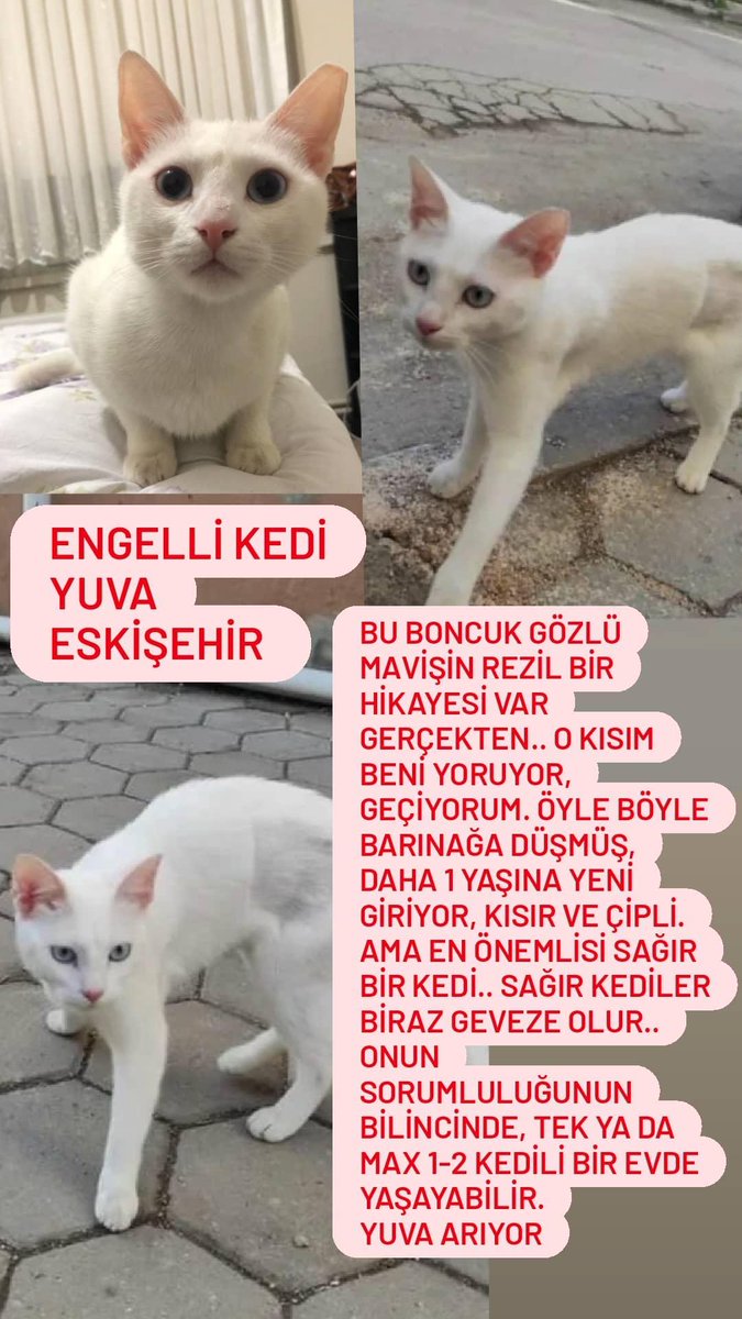 Bu güzellik ailesi tarafından terkedilmiş barınağa sonra sokağa düşmüş. Dişi 1 yaşında kısır ve maalesef sağır. Ömürlük yuvasını arıyor.. 
Eskişehir ve yakın iller
İletişim için kendinizi tanıtan bir mesajı DM gönderebilirsiniz.