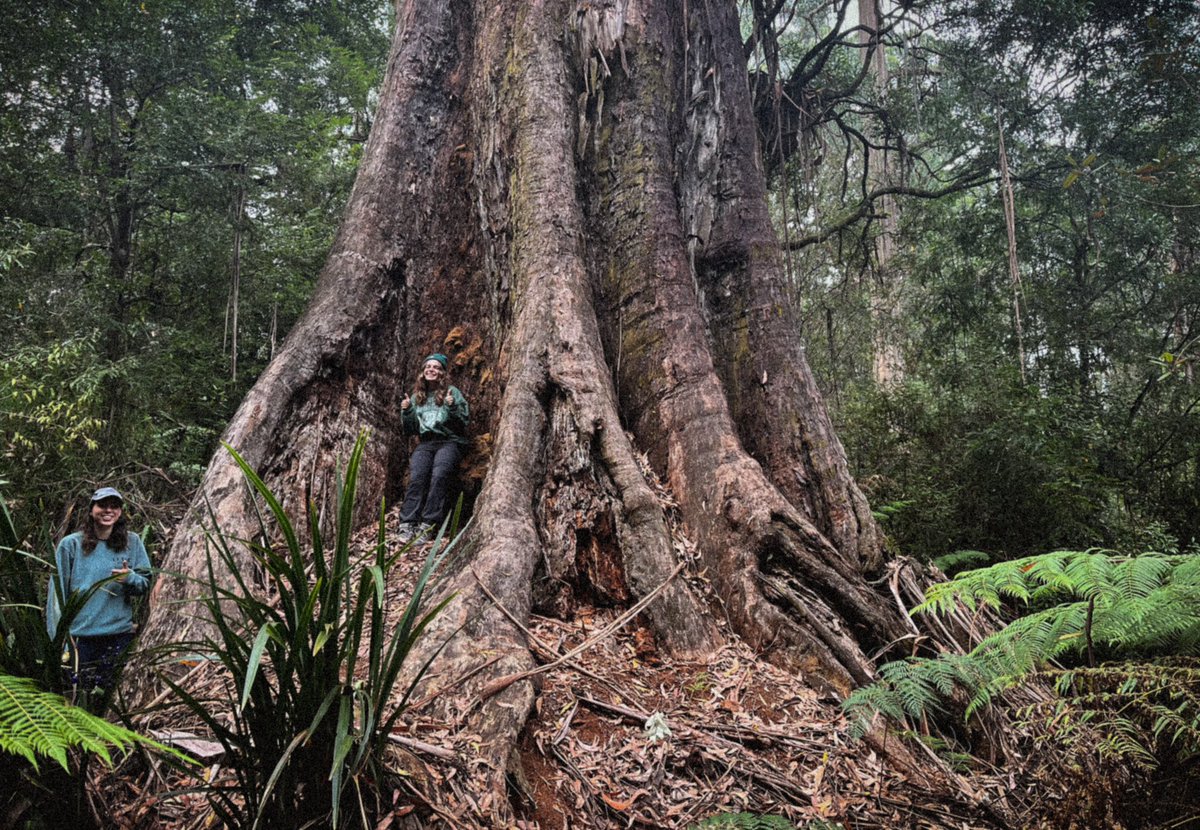 FallawNicholas's tweet photo. Weekend mission to the ‘Brataualung Beauty” // “Mt. Fatigue Giant”. E. Regnans, 18.95 duff-concealed dbh and 40 metres to dead and broken top. Condition is fair with healthy epicormic shooting and two primary limbs intact, though base is very hollowed. Off track in Gunyah SR. https://t.co/5GOo78mNsg
